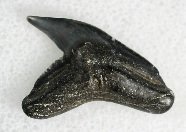 Fossil Tiger Shark Tooth - Virginia #28224